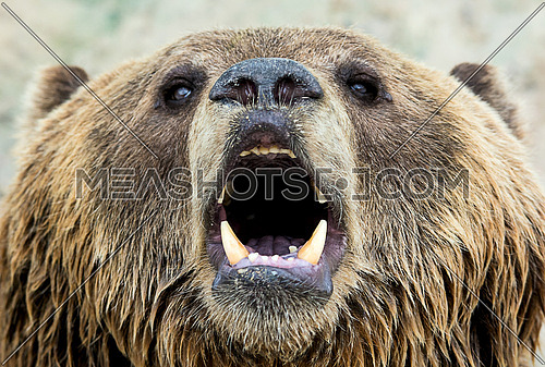 a close up on a  brown bear's face