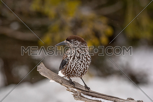 Spotted Nutcracker (Nucifraga caryocatactes) in winter forest
