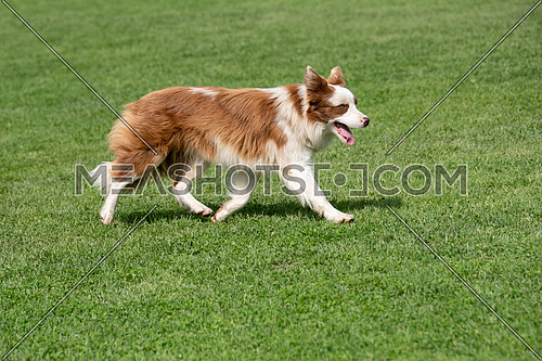 Portrait of Purebred Border collie dog. Selective focus