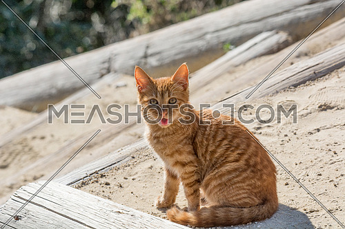 Portrait of beautiful ginger cat on asphalt. Red cat. Red-headed cat.