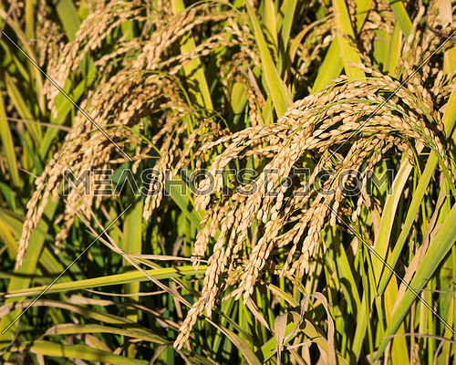 In the picture ears of rice close-up shots