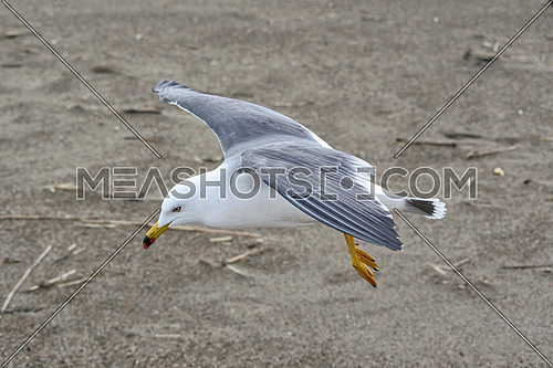 Close up of Caspian gull Larus cachinnans in flight