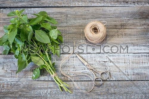 Basil background. Large green aromatic Mediterranean basil leaves on white wooden background with place for text. Bunch fresh basil on a wooden background. Aromatic spice. Copy space.