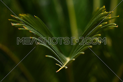 Close up evergreen Cycas plant leaves, selective focus