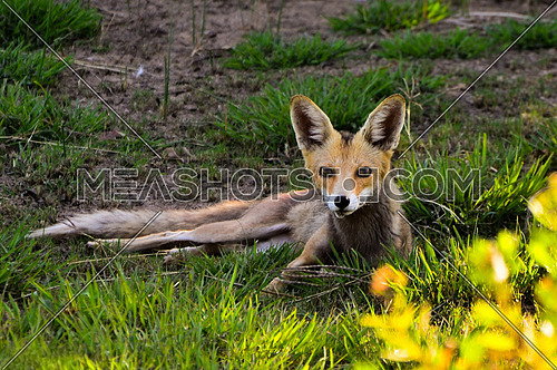Red Fox in Nuba laying on the grass