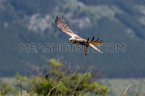 Marsh Harrier in flight (Circus Aeruginosus) Wildlife animal