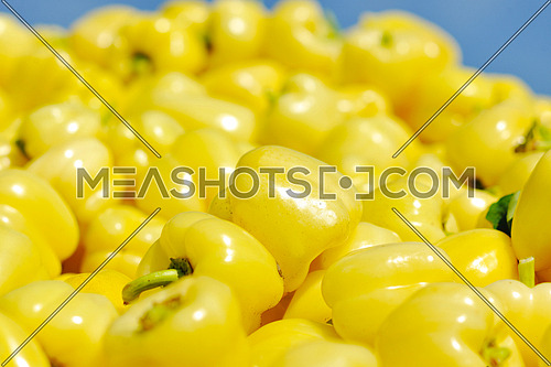 fresh organic food peppers in field agriculture background