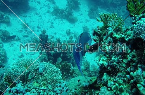  Follow Shot for Fishes underwater at Red Sea