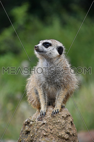 Close up side profile portrait of one meerkat sitting on a rock and looking away alerted over green background, low angle view