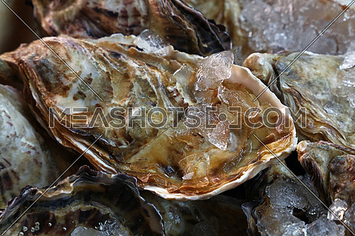 Fresh big raw oysters unopen in shells on crushed ice, close up