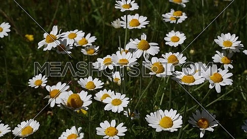 Close up wild white chamomile daisy (Matricaria) flowers shaking in the wind over dark green background, high angle view