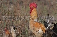 Rooster and Hens in the Wilderness