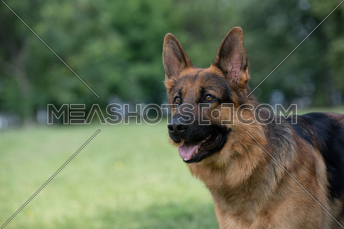 Head shot og German shepherd dog.Selective focus on the dog