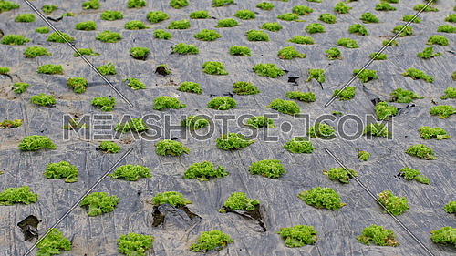 Field of of green bio salad agriculture