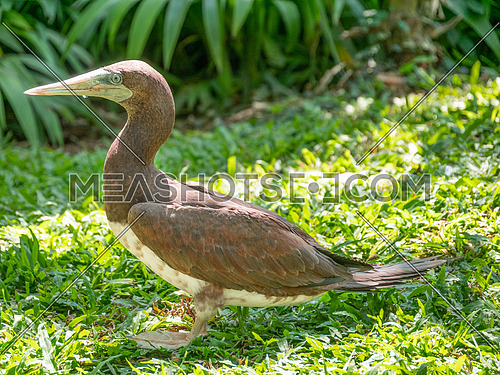 Brown Booby, Sula leucogaster, Nature and wild bird image