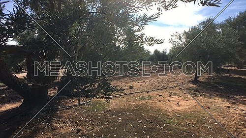Field of Olive trees near Jaen, soft camera movement in 4k