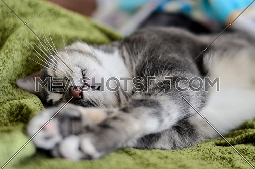 Very cute grey cat in deep sleep