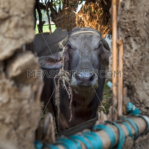 Closeup face of Egyptian grey buffalo framed by open window of clay stockyard in traditional Egyptian village