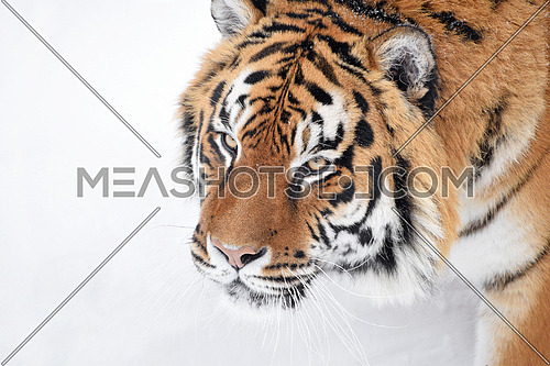 Close up portrait of one young Amur (Siberian) tiger in fresh white snow sunny winter day, looking up at camera, high angle side view