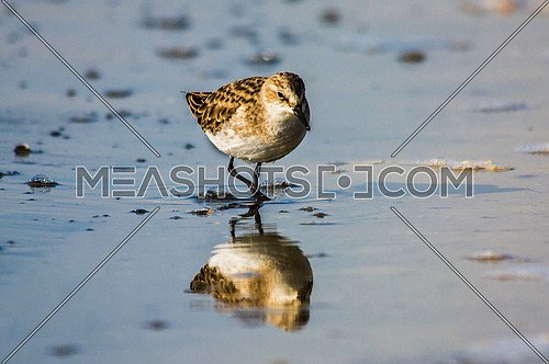 a little stint walking on the shore