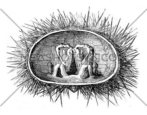 Section of the livid urchin showing Aristotle's lantern, vintage engraved illustration. Magasin Pittoresque 1873.