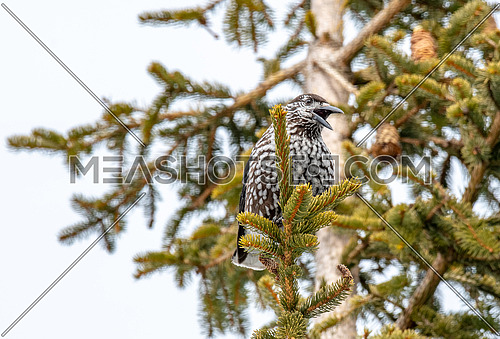 Spotted Nutcracker (Nucifraga caryocatactes) on the perch in winter forest