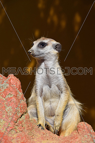 Close up portrait of one alerted meerkat sitting on the rocks and looking away, low angle view