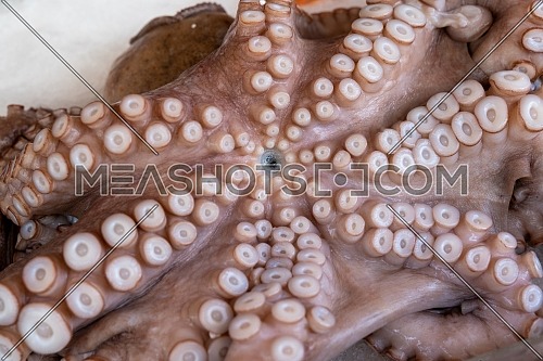 Whole frozen octopus on ice background close up.