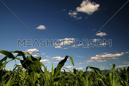 sunny day at field of corn and dramatic sky...   (NIKON D80; 6.7.2007; 1/100 at f/8; ISO 100; white balance: Auto; focal length: 18 mm)