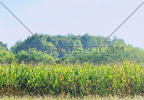 countrysice nature landscape with blue sky and green meadow