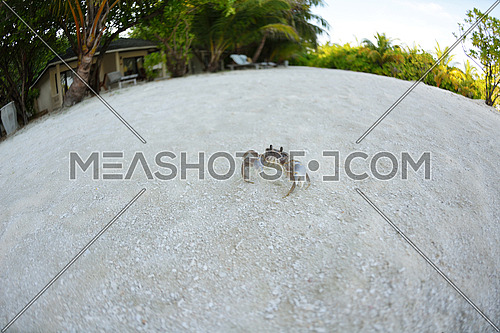 crab tropical wild animal  on a white sand beach