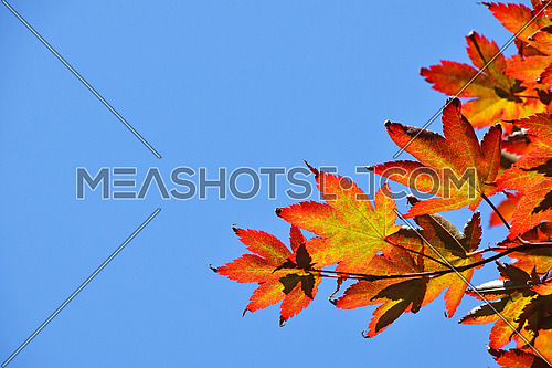 Close up Autumn colors of red, orange and yellow Japanese acer or maple leaves over clear blue sky, low angle view