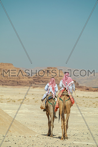 Two bediuon males riding a camels at Wadi Agarat area in Sinai at day.