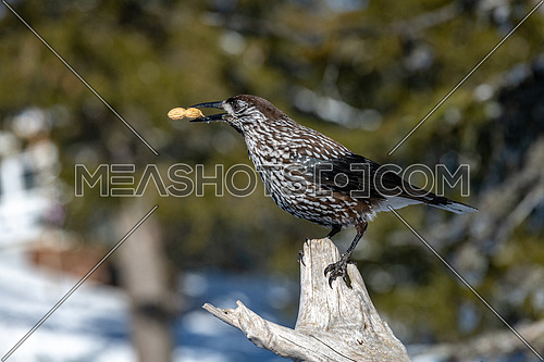Spotted Nutcracker (Nucifraga caryocatactes) in winter forest.