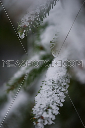christmas evergreen spruce pine tree in nature  covered with fresh snow, frost and ice