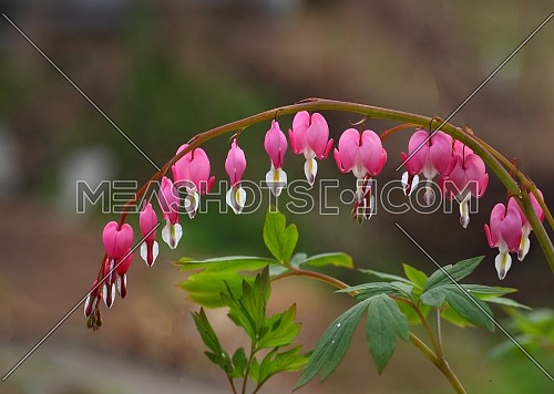 Blooming bleeding heart flowers. Beautiful flowers named Dicentra in form of hearts.