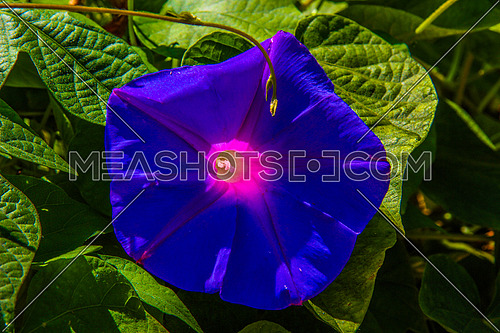 a closeup for a purple flower in a garden