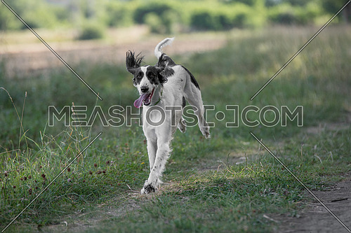 Kyrgyzian  Sight hound  is a member of the family of Eastern Sighthounds. The Taigan is a very rare dog breed, reported about few hundred  worldwide. Selective focus on the dog