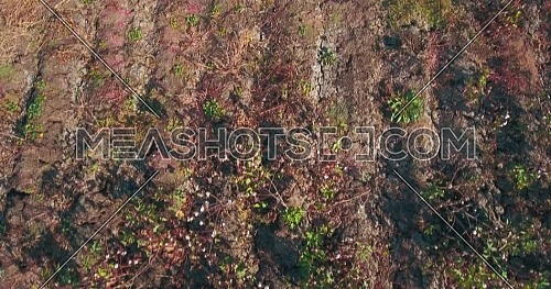 Aerial shot for Cotton Fields in Kafr elsheikh  at day