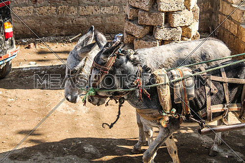 a photo of two donkeys in a rural area