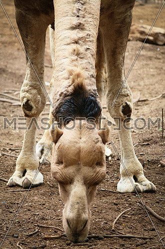 Camel eating  - front shot