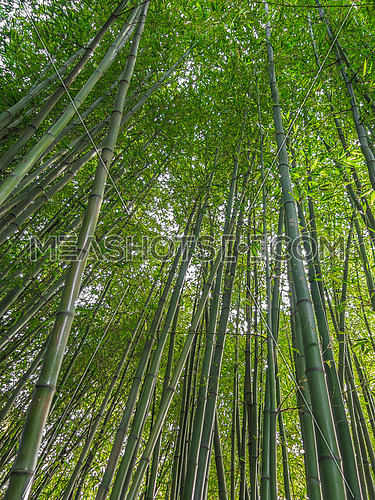 Tall green bamboo shoots in a garden