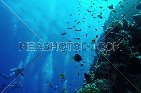 Follow shot for scuba divers and big group of fishes underwater at The Red Sea