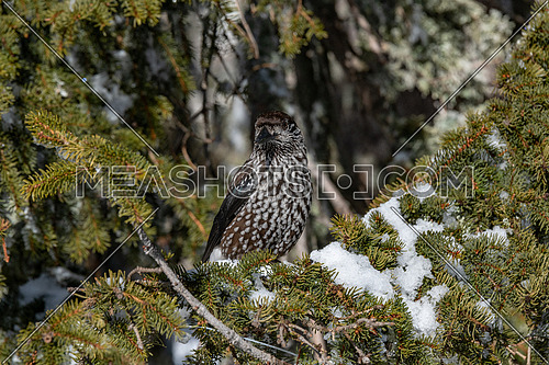 Spotted Nutcracker (Nucifraga caryocatactes) on the perch in winter forest.