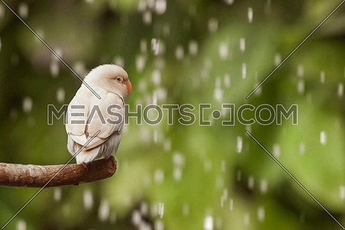 White Bird standing on a tree branch