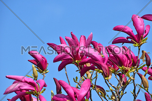 Pink purple magnolia flowers, green spring leaves and fresh new buds over clear blue sky background