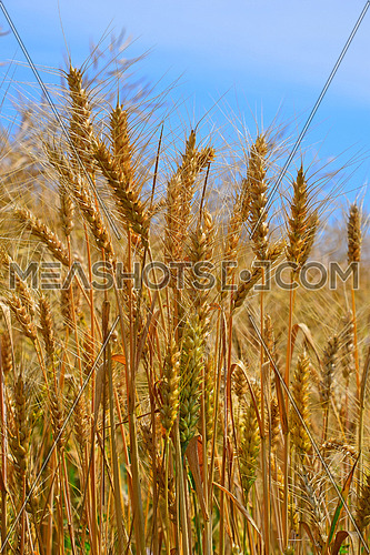 Field of ripe mature and green wheat ears spikes under blue sky