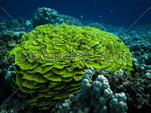 A formation of green coral reef in tropical water