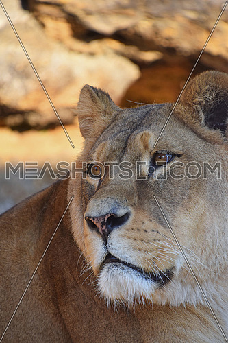 Close up side profile portrait of beautiful mature female African lioness looking away aside of camera, low angle view