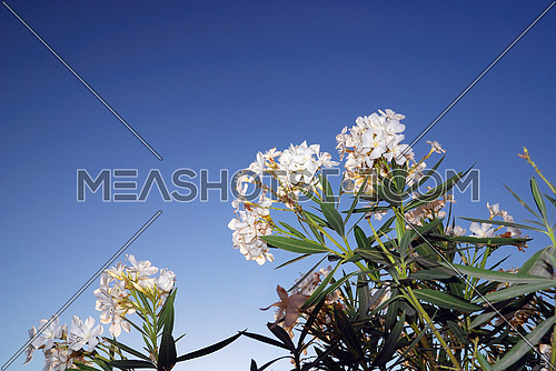 A white flower with blue sky background